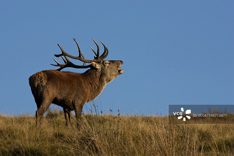 红鹿在发情期吼叫图片素材