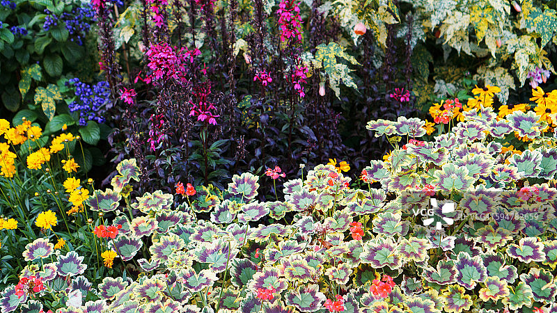 英国伦敦盛开的花园图片素材