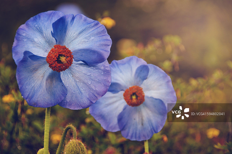 喜马拉雅蓝罂粟图片素材