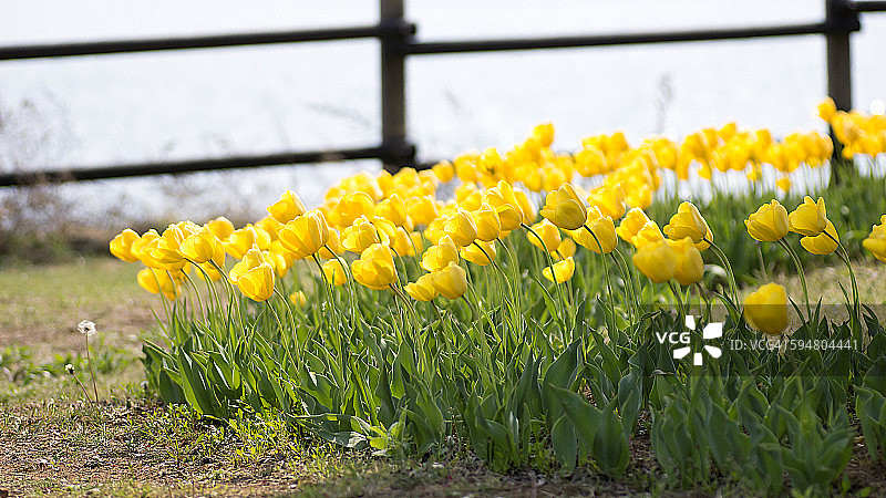 黄色郁金香风景图片素材