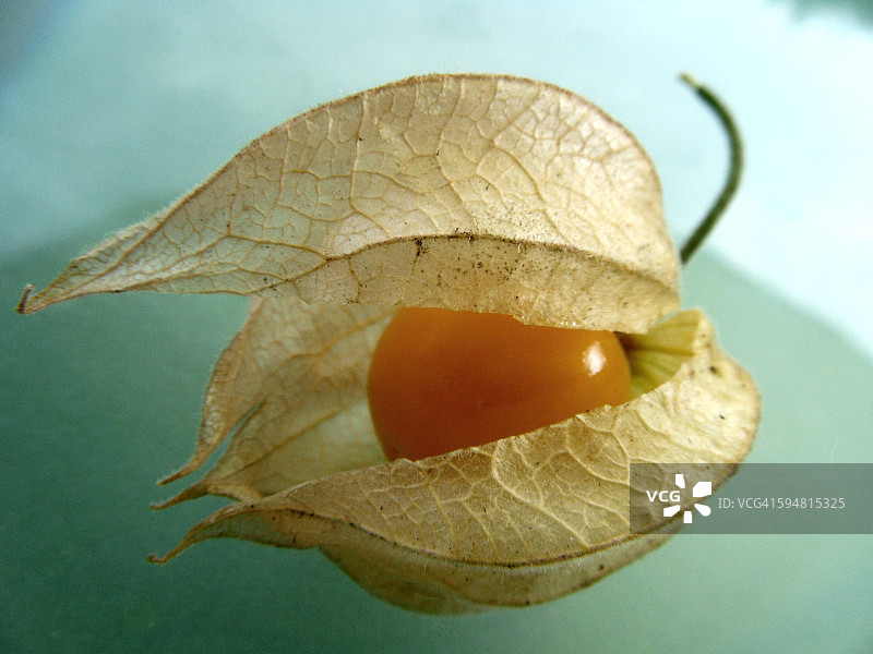 秘鲁红姑娘果图片素材