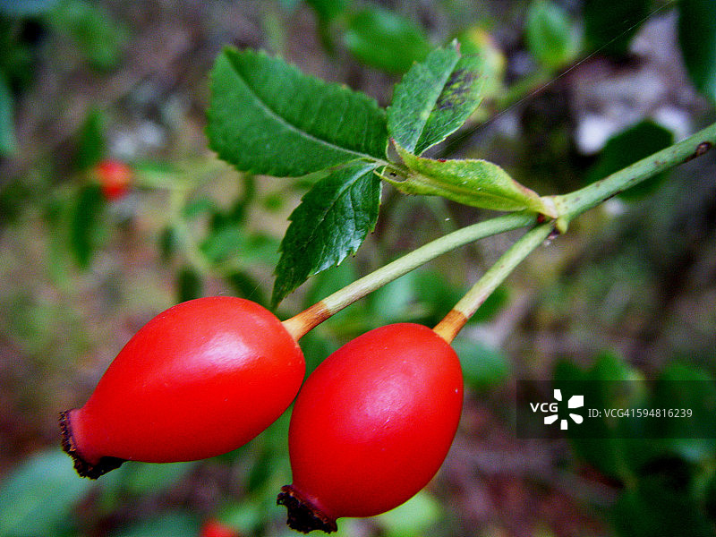 野玫瑰果图片素材