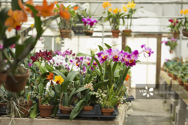 苗圃温室中生长的植物图片素材
