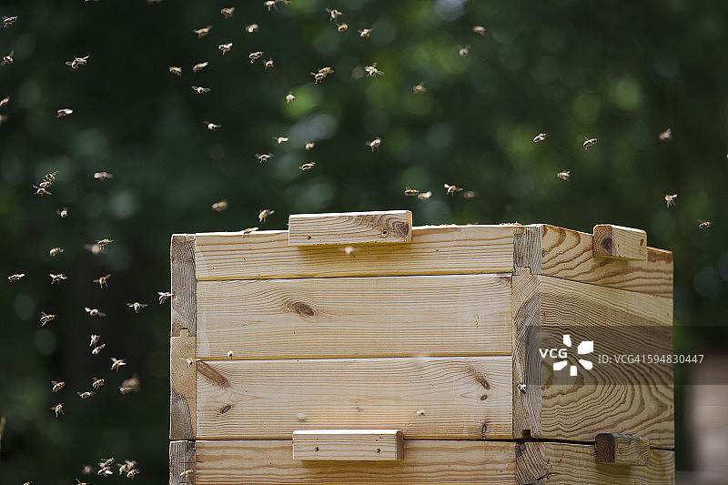农场里蜜蜂绕蜂箱飞舞图片素材