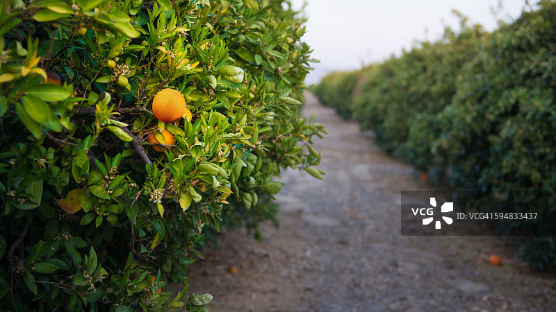 美国加州贝克斯菲尔德附近的橘子林图片素材