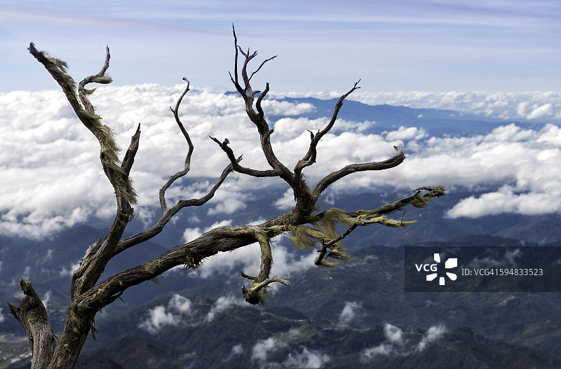 马来西亚哥打京那巴鲁的枯树和云景图片素材