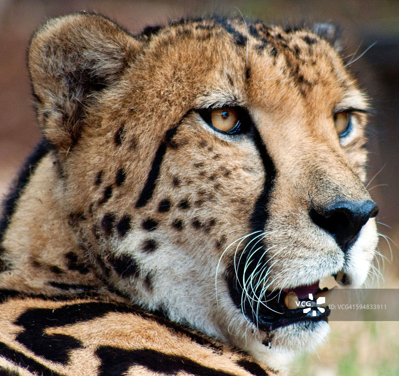 猎豹特写，南非图片素材