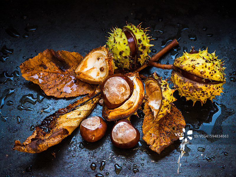 马栗特写图片素材