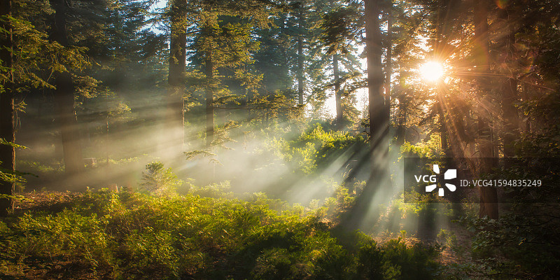 阳光穿过树林，加利福尼亚州圣贝纳迪诺国家森林图片素材