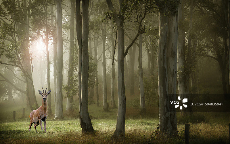 法国巴黎森林中的鹿图片素材