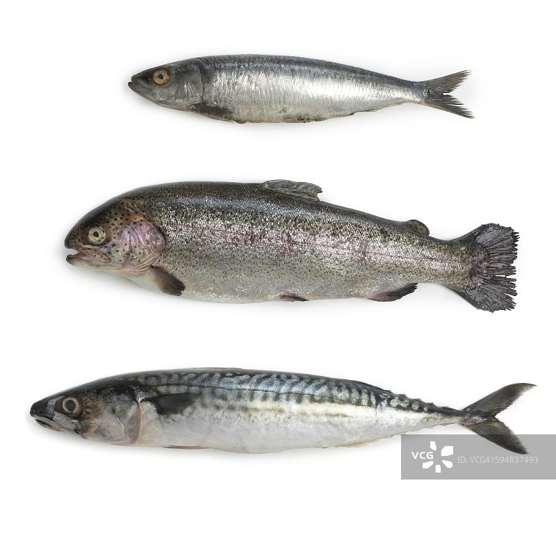 沙丁鱼、虹鳟鱼和鲭鱼图片素材