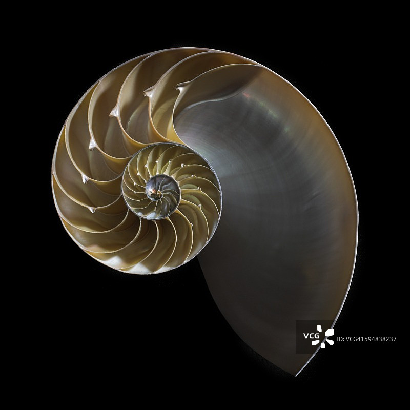 鹦鹉螺壳图片素材