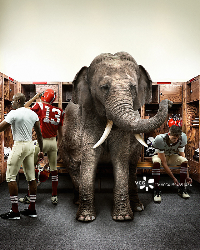 大象坐在专业橄榄球更衣室内图片素材