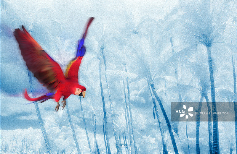 飞翔的红金刚鹦鹉图片素材