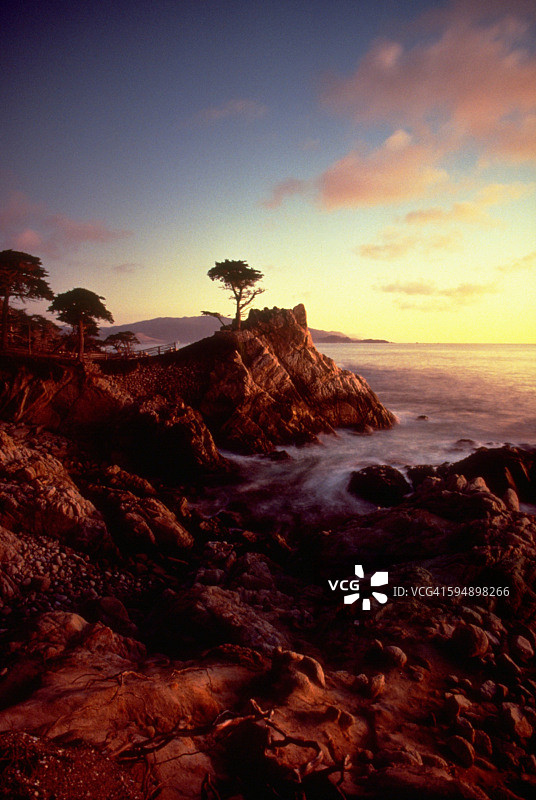 蒙特雷湾的孤单柏树图片素材