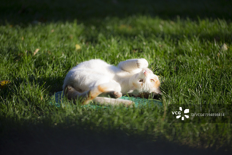 伊斯坦布尔的猫图片素材