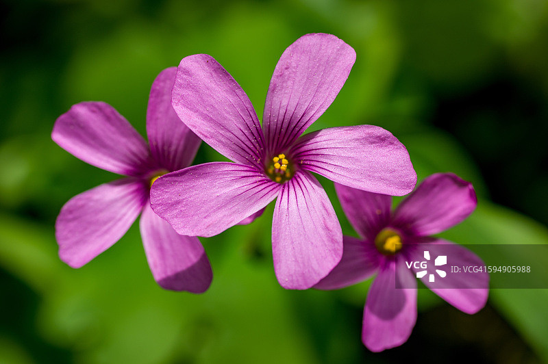 紫色的酢浆草花图片素材