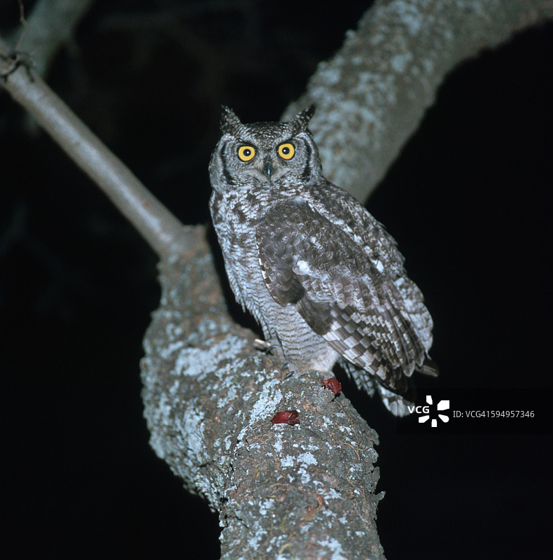 树上的 spotted Eagle-Owl图片素材