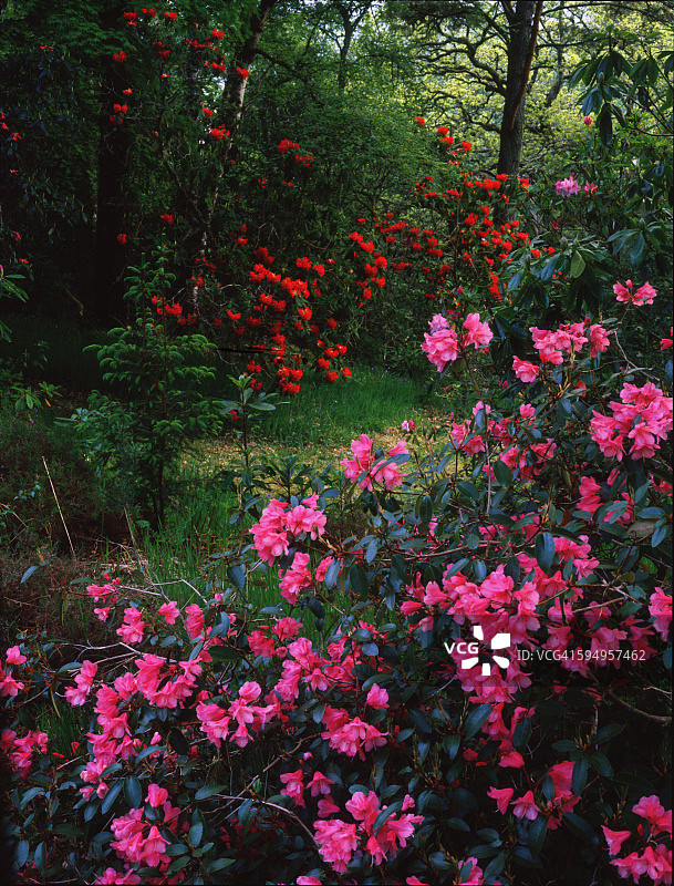 阿德托尼斯庄园的杜鹃花图片素材