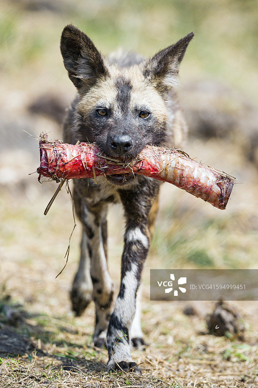 带着气管行走的自豪野狗图片素材