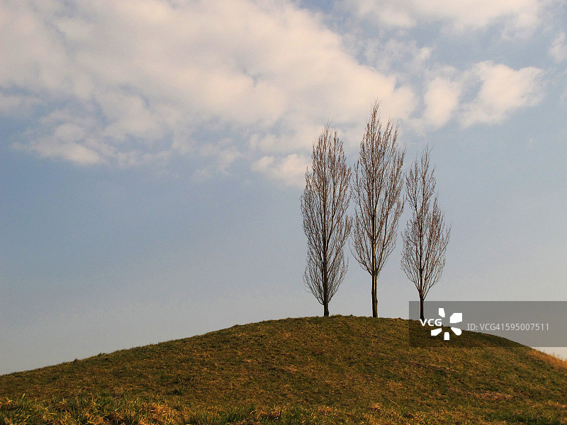 山坡上的三棵白杨树图片素材