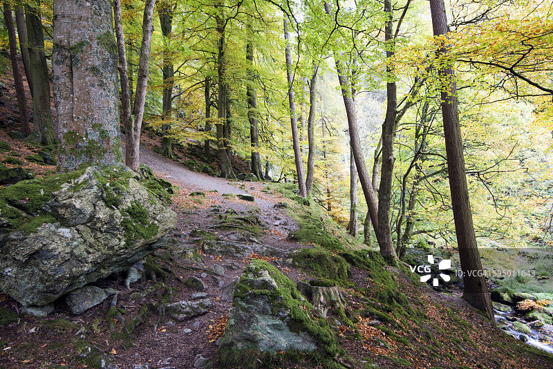 山丘上的森林图片素材