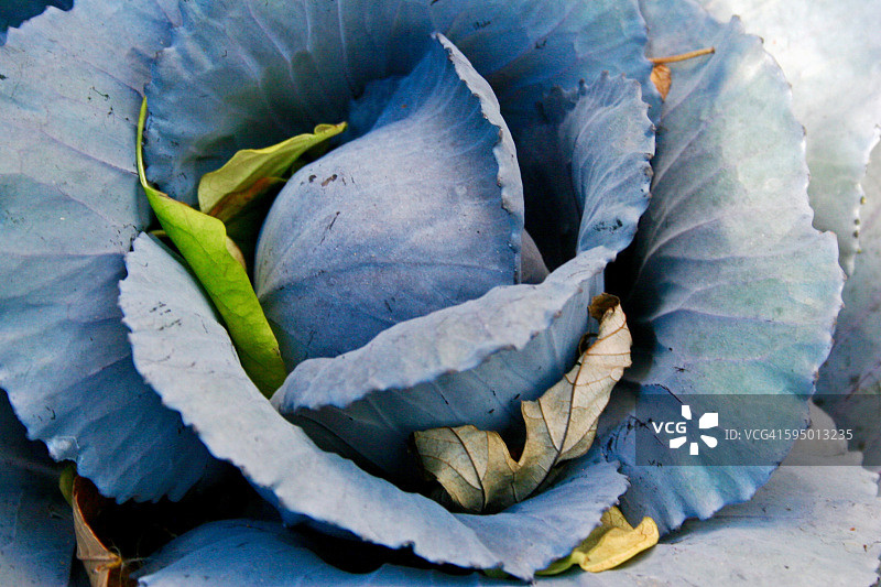 冬季卷心菜图片素材