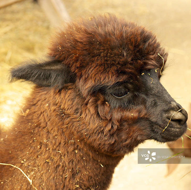 羊驼肖像图片素材