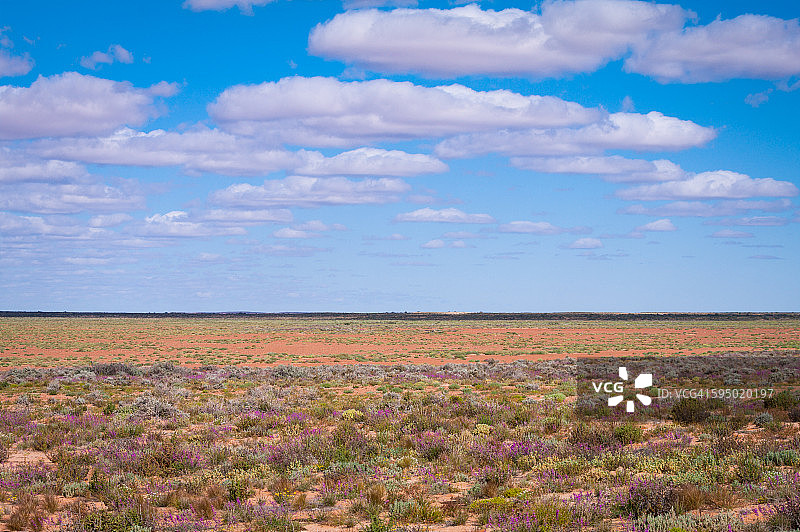 澳大利亚内陆沙漠野花田图片素材