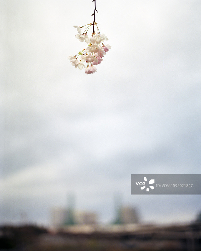 中国俄勒冈州波特兰的樱花与多云天空图片素材