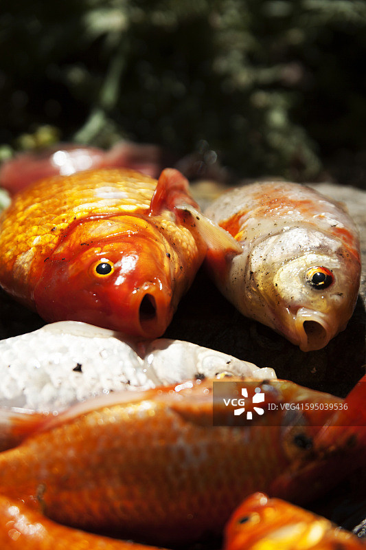 离开水的金鱼图片素材