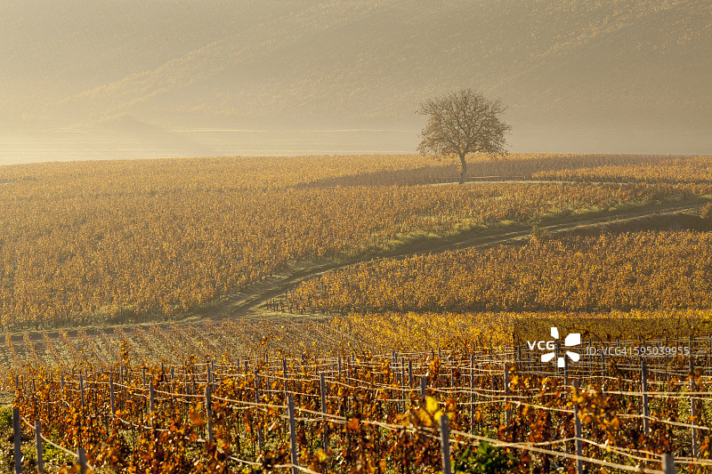 法国夏布利葡萄园的秋天图片素材