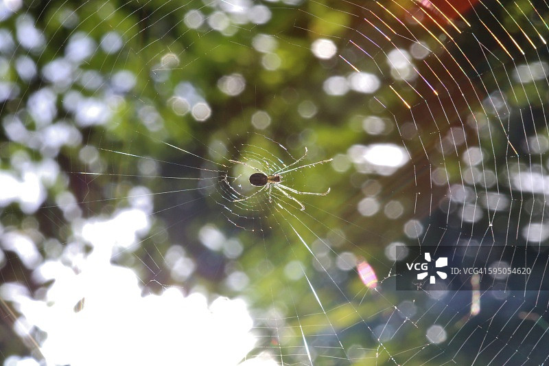等待猎物的蜘蛛：园蛛图片素材