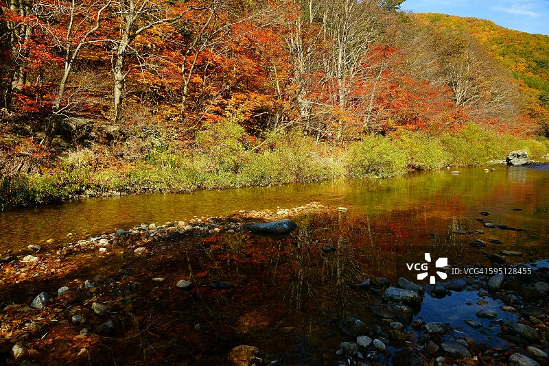 秋叶与溪流图片素材