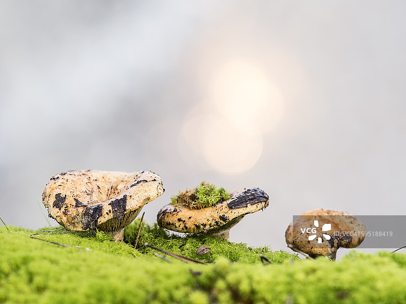 苔藓之间的蘑菇（美味乳菇）图片素材