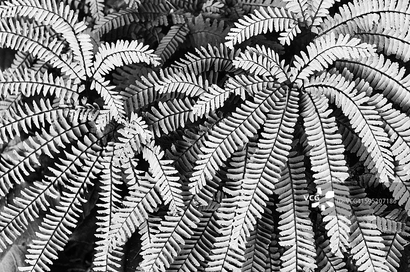 铁线蕨图片素材