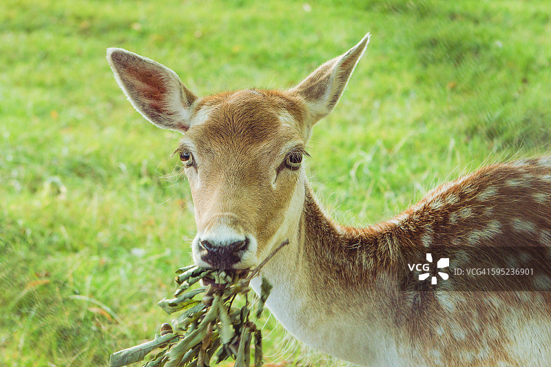 小鹿进食图片素材