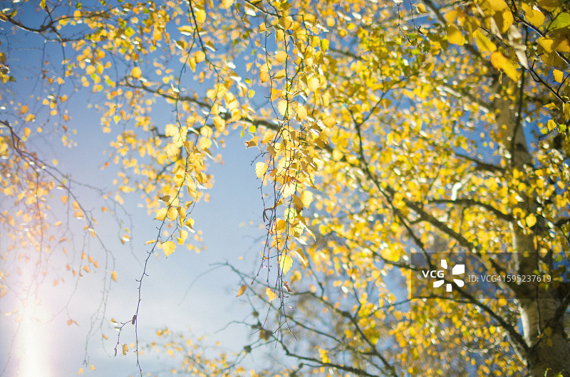阳光下的金色秋叶图片素材