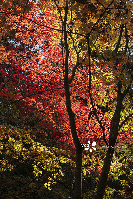 秋日下午图片素材