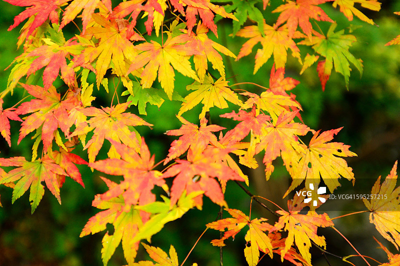 展示中的秋叶图片素材