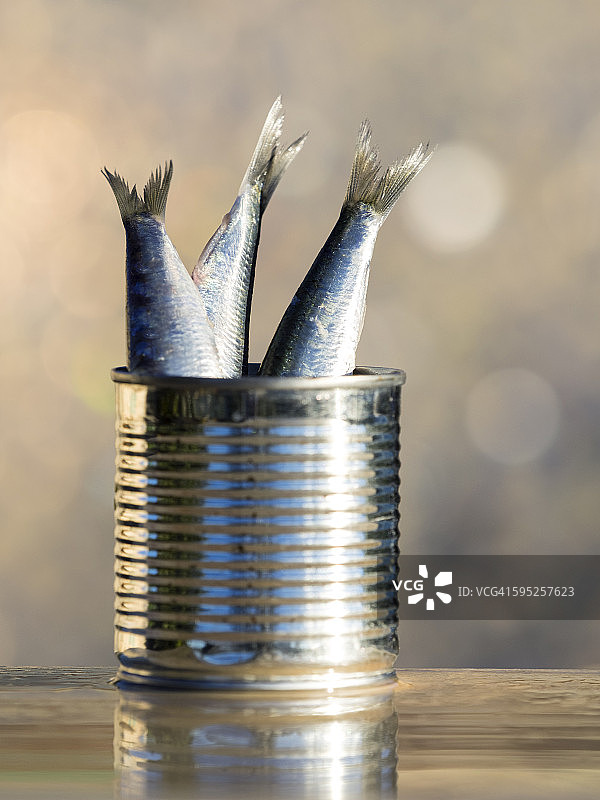 沙丁鱼罐头和新鲜沙丁鱼图片素材