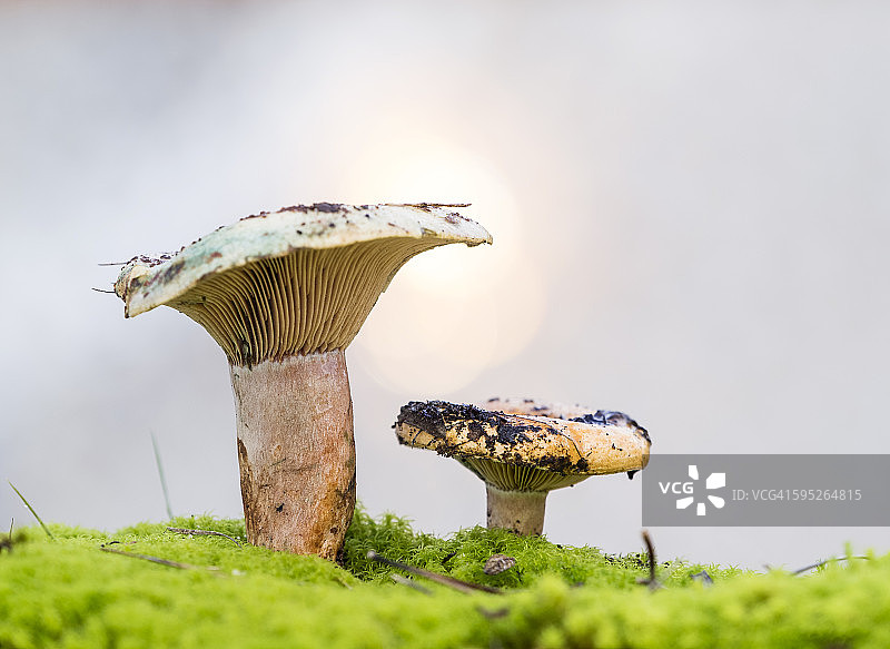 蘑菇（血红乳菇或美味乳菇）图片素材