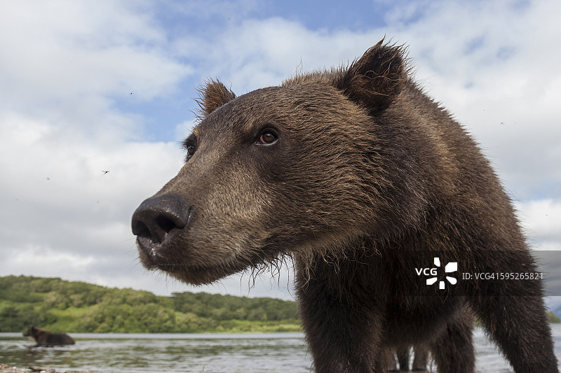 好奇的熊图片素材