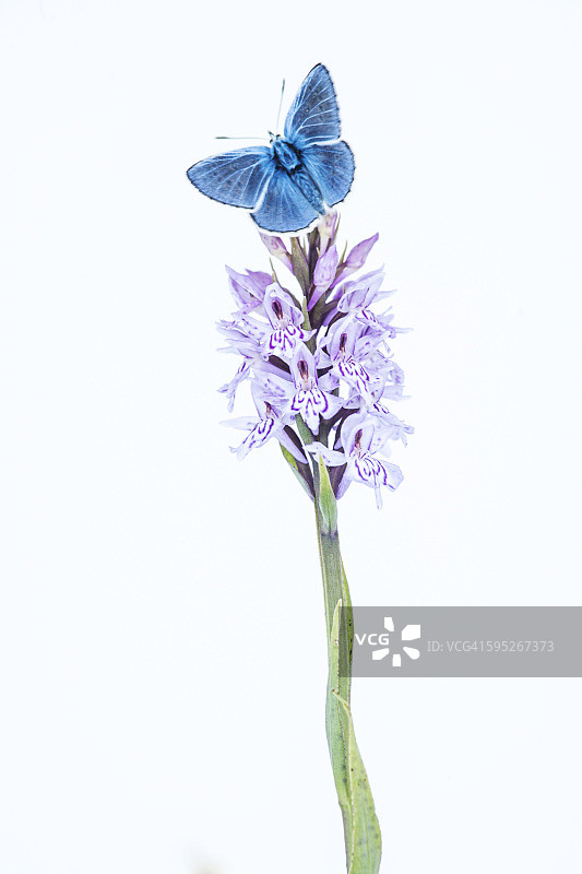 Common blue butterfly resting on common spotted-or图片素材