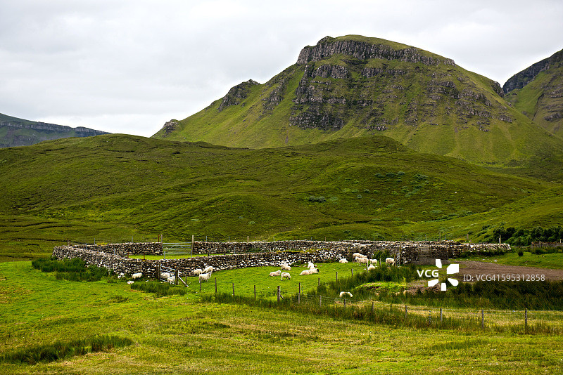 苏格兰天空岛奎雷因的羊群和笔图片素材