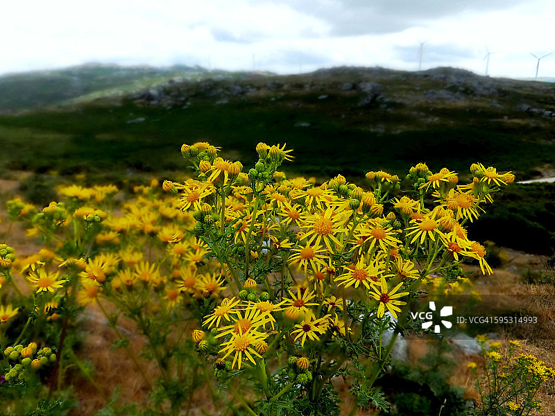 普通千里光图片素材