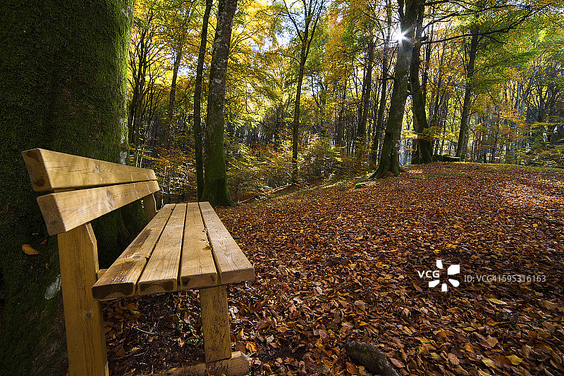 森林中的木制长椅图片素材