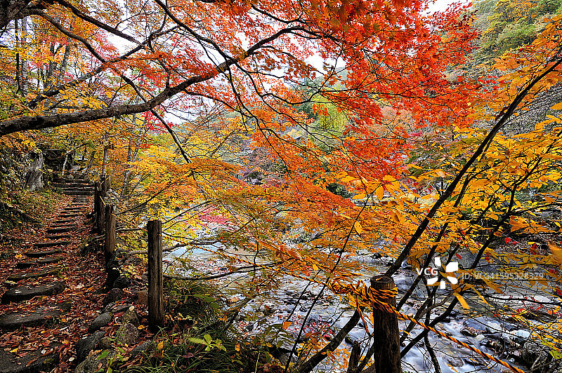 秋叶步道美景图片素材