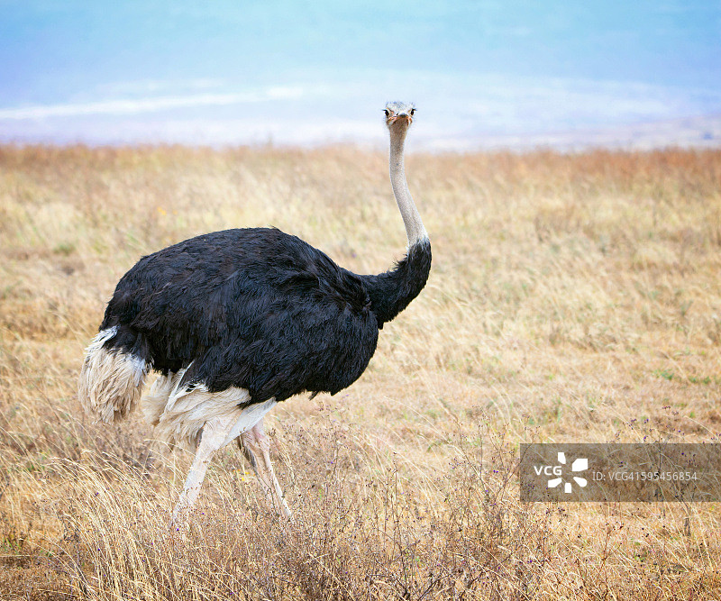 坦桑尼亚恩戈罗恩戈罗火山口的雄性鸵鸟肖像图片素材