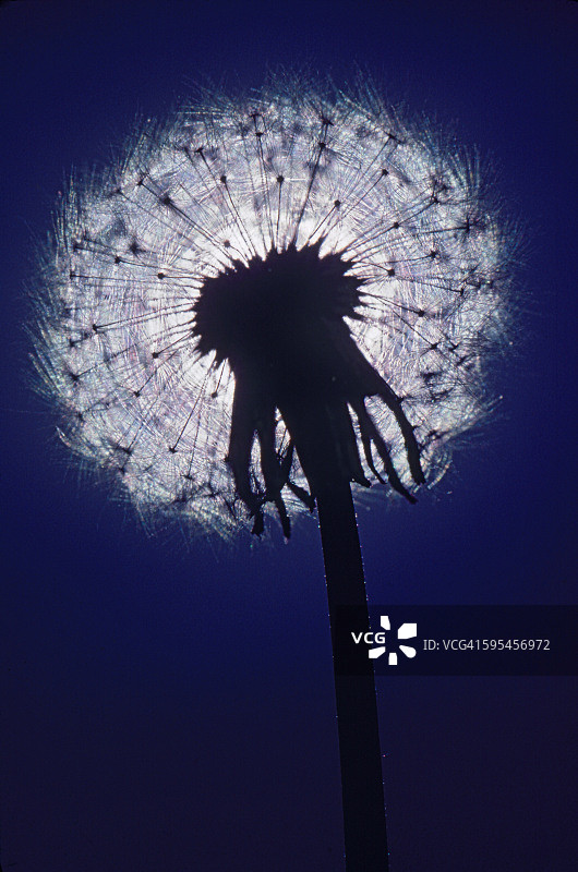蒲公英和种子低角度剪影图片素材